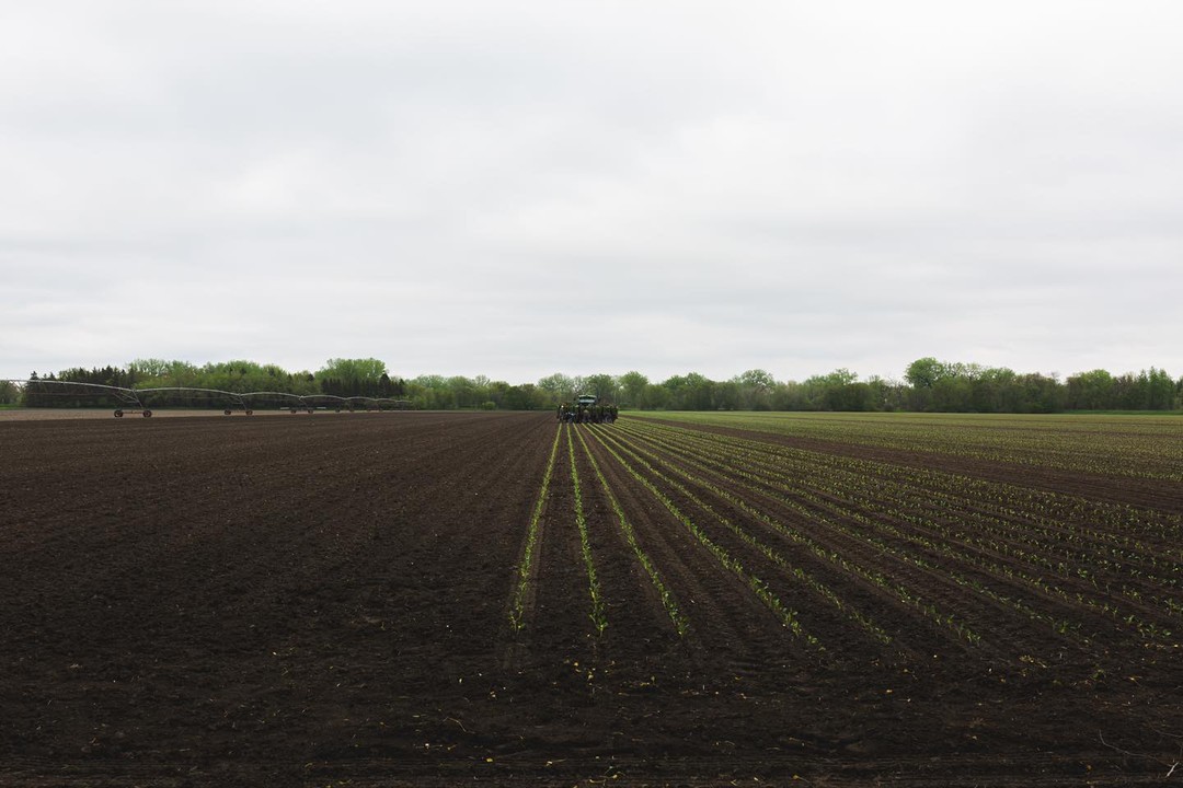 Overcast skies, a farmer who is wise, lines as straight as fries. ☁️🧑🏼🌾🍟
#ManitobaMade #Agriculture #FoodAsMedicine #VegetableGrowing #LocalFarm