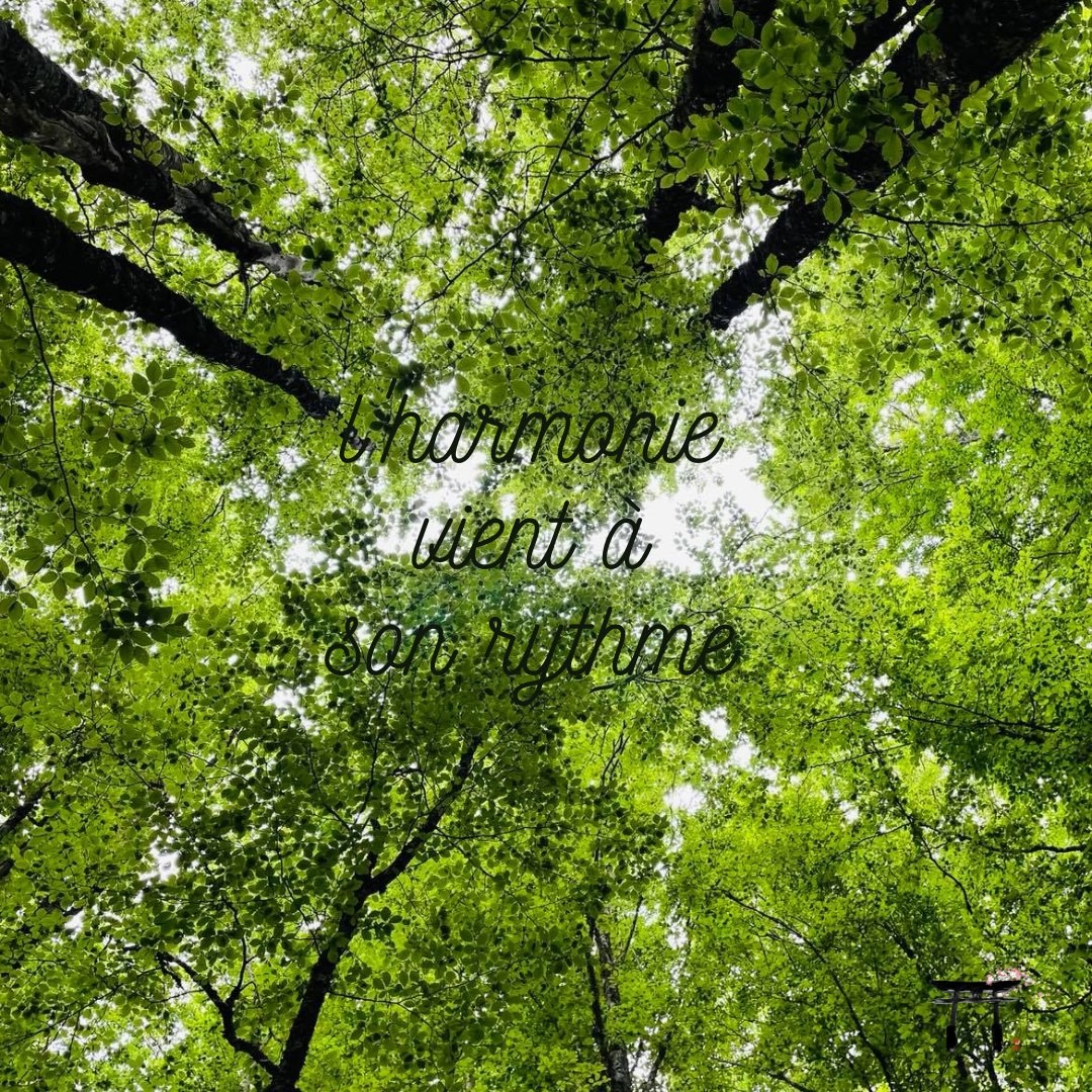 ☺️Notre approche ne produit pas ces réactions ce qui peut faire penser quelquefois que rien ne se passe suite à la séance.
🌳 Afin de bien comprendre la mise en place du travail énergétique, je vais faire une analogie avec la nature.
👀 Lorsque l’on observe la nature, les plantes, les arbres, les reliefs, on trouve ça beau, voire magnifique. A l’œil nu, on ne voit pas les plantes pousser. On constate jour après jour une évolution, quelque fois infime et d’autres fois impressionnante, mais il n’y a rien de spectaculaire. Ça pousse tranquillement.
🌎 Le Ciel (praticien) a ordonné, et la Terre receveur) a répondu comme disent les taoïstes.
☯️ Certaines plantes poussent plus vite que d’autres, donnent leurs fruits ou leurs fleurs avant d’autres, mais au final, cela crée une beauté et une harmonie tranquille.
💥 Dans la nature, une tempête est spectaculaire, un tsunami, une éruption volcanique. Ces phénomènes secouent, et même si le calme revient après la tempête, ils détruisent et parfois de manière totalement irréversible…
#keikoshiatsu #shiatsulyon #bienetrelyon #doinlyon #aromatherapielyon #massagelyon #santenaturelle #huileessentielles #energetiquechinoise #medecinechinoise #acupression #developpementpersonnel #psychologiepositive #formationaromatherapie #holistique #soinénergétiquelyon #santemental #mtc #shiatsu #energetique #soinenergetique #soinholistique #acupuncture #soinslyon