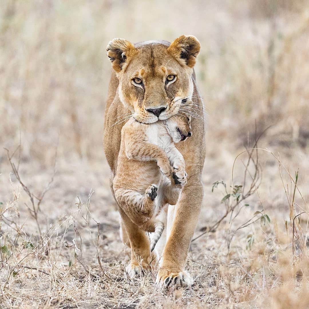 Fiercely gently
When a lion goes into labor, she separates herself from the pride and gives birth in a private lair, generally producing three to six cubs. After a couple of months, she brings the cubs back to the pride, raising them with the other mothers and offspring. Nursing cubs are in danger from other male lions in the pride, who might kill the cubs they did not father. However, their mothers fight for them, sometimes resulting in their own deaths. Females who lose their cubs quickly enter a new heat cycle, so they possibly breed with the male who killed her last litter.