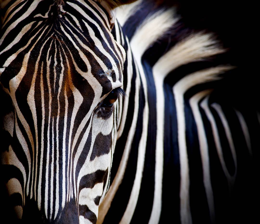 When they are in a herd the zebra’s distinct stripes merge into a big mass and make it hard for predators to single out individual animals. Zebra are brave animals that care deeply about their group members. When a group member is wounded by a predator attack, other zebras will come to their defence, circling the injured individual and attempting to drive the predator away.