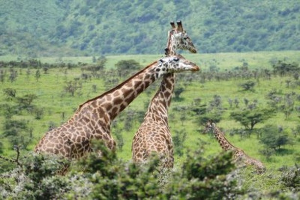 Is that a male or a female? Other than looking underneath the giraffe one way you can tell is by looking at their ossicones. Females' are often thin and tufted, male giraffe normally have thicker ossicones that become bald on top as a result of frequent necking (fighting with their necks & heads)
#traveling
#travelers
#travelbug
#travelholic
#travelgram
#travelinggram
#travelphotography
#exploring
#explorer
#wanderer
#wanderlust
#doyoutravel
#goexplore
#travelmore
#lovetotravel
#wonderfulplaces
#roamtheplanet
#travellifestyle
Travel To Tanzania with Safari Experts.
www.sirinisafaris.com