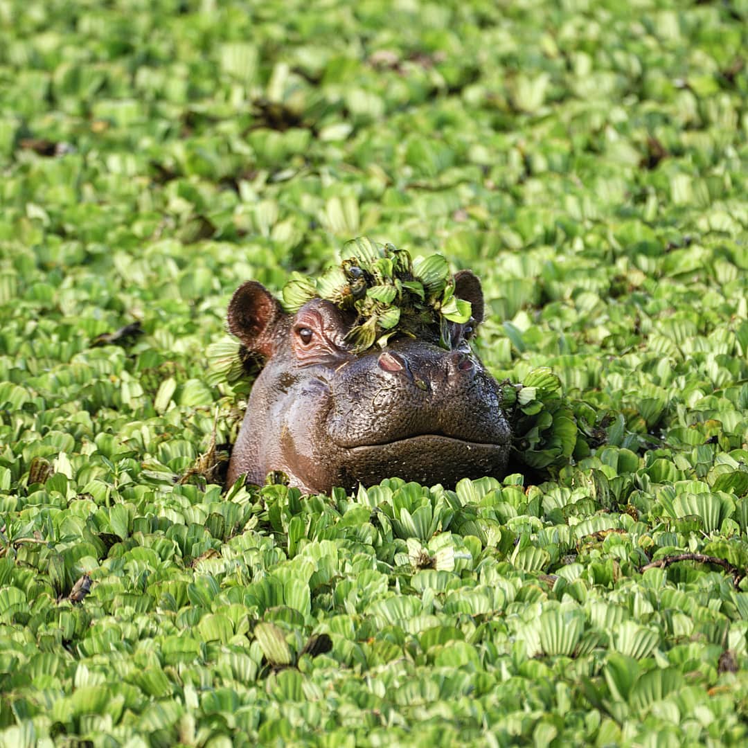 Africa's most dangerous animal 😇
Hippos are actually responsible for more human fatalities in Africa than lions,leopard or cheetahs. They kill hundreds of people each year.