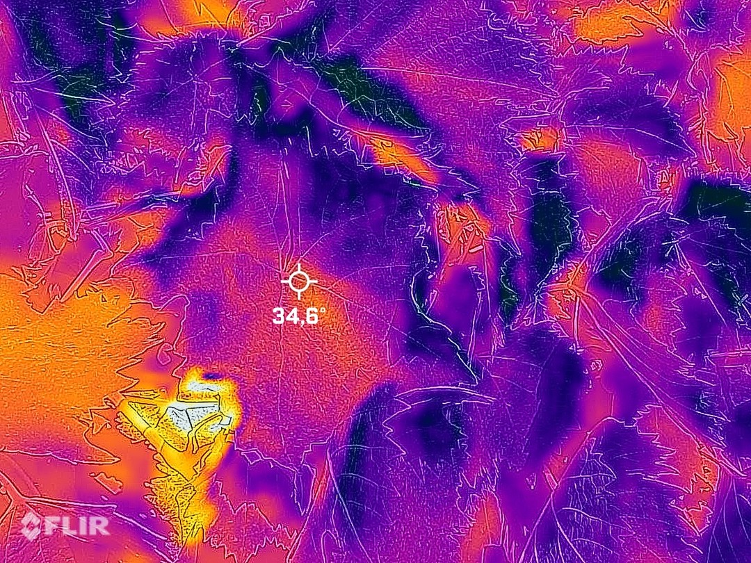 ☀️Caldo e siccità - Rilievi in campo su vigneti trattati con ProTech 06/07/22.
✅ Vegetazione in perfetta salute
✅ Temperatura fogliare più bassa di anche 10°C rispetto al non trattato.
Il caldo e la siccità sono un grande problema, noi stiamo dedicando risorse e tempo per il miglioramento di prodotti come ProTech.
per maggiori informazioni, clicca qui https://bit.ly/3nEKGdz