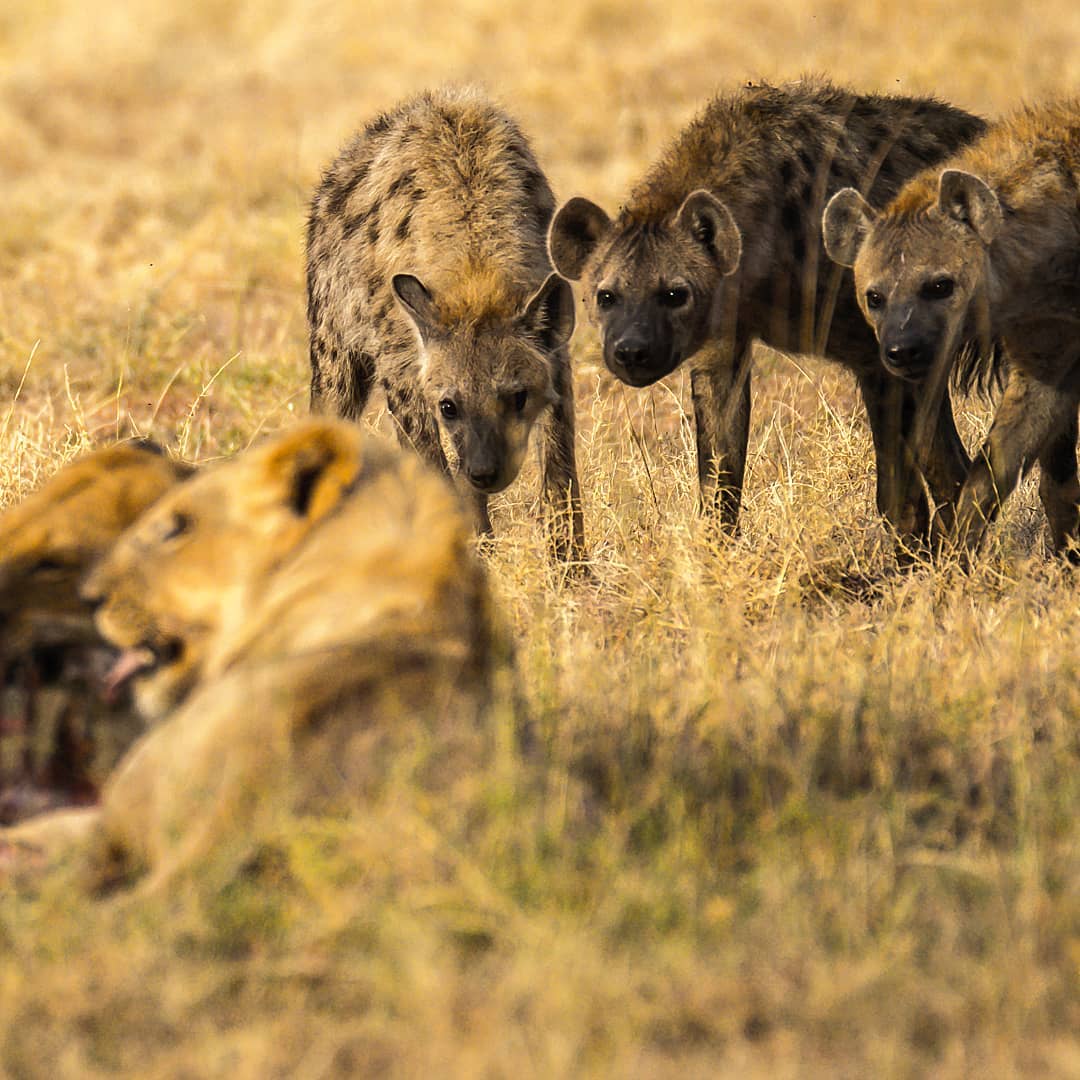 Strength in numbers!
Hyenas and lions often fight over the same territories and hunt the same prey. This leads to fierce competition between the two animals. They steal each other’s food and kill off the young of their enemies. What Hyenas lack in strength they make up for in smarts and numbers.