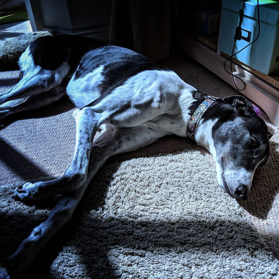 Very lucky today to meet this lovely greyhound called Sully. He was rescued by @birminghamgreyhoundprotection and is now happily living with his new family. He likes sleeping, fuss, and sunbathing.
#epc
#floorplan #floorplans #dog #dogs #dogoftheday #dogoftheweek #greyhound #rescuedog #rescuedogsofinstagram #instadog #dogsofinstagram #fogsofinsta #birmingham