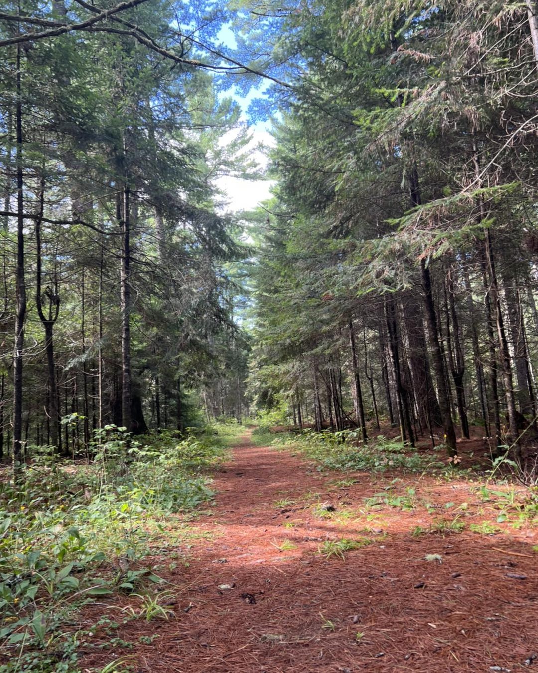 September is the first autumn month, marked by a general migration of the birds of passage... Butterflies sport about in great numbers, crickets and beetles abound... The spiders, both geometric and gossamer, are very numerous, and the glow-worm shines with added brilliancy... Hazel nuts and walnuts are fit for gathering... and cider-making begins... The decaying woods become brilliant with the rich tints of autumn...
~Mary Jeaffreson, "September"
Septembre est le premier mois d'automne, marqué par une migration générale des oiseaux de passage... Les papillons s'ébattent en grand nombre, les grillons et les coléoptères abondent... Les araignées, à la fois géométriques et vaporeuses, sont très nombreuses, et les lueurs le ver brille d'un éclat supplémentaire... Les noisettes et les noix sont bonnes pour la cueillette... et la fabrication du cidre commence... Les bois en décomposition deviennent brillants avec les riches teintes de l'automne... ~Mary Jeaffreson, "Septembre"