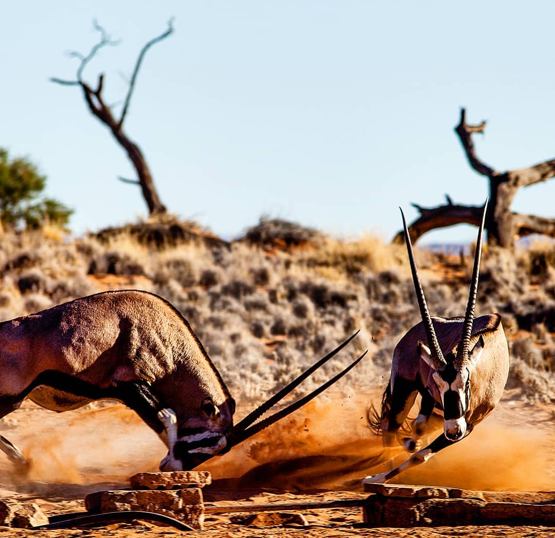 The Oryx found in Southern Africa is often known by its Afrikaans name - Gemsbok. Female herds include non-territorial bulls who will move between the territories of dominant bulls in search for food. To avoid conflict, non-territorial bulls are submissive towards territorial bulls. Fights between males are often fatal, one or both can receive severe stab wounds.