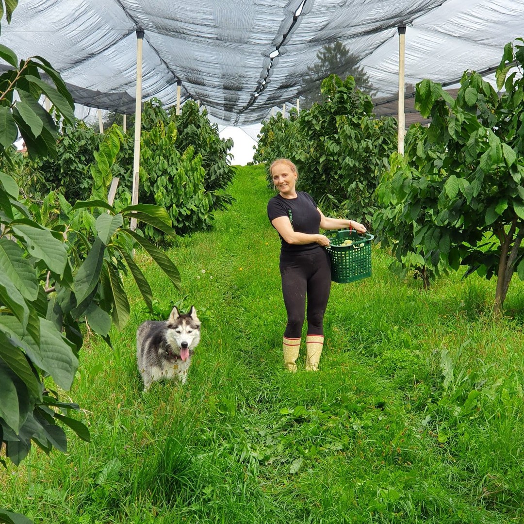 🚨🥭🍍🍌Sezona ASIMIN - PAW PAW je v polnem zamahu, POHITITE❗️🚨
Naročite svojo gajbico vitamičkov še danes, dokler je še čas!
Naročilo mo
