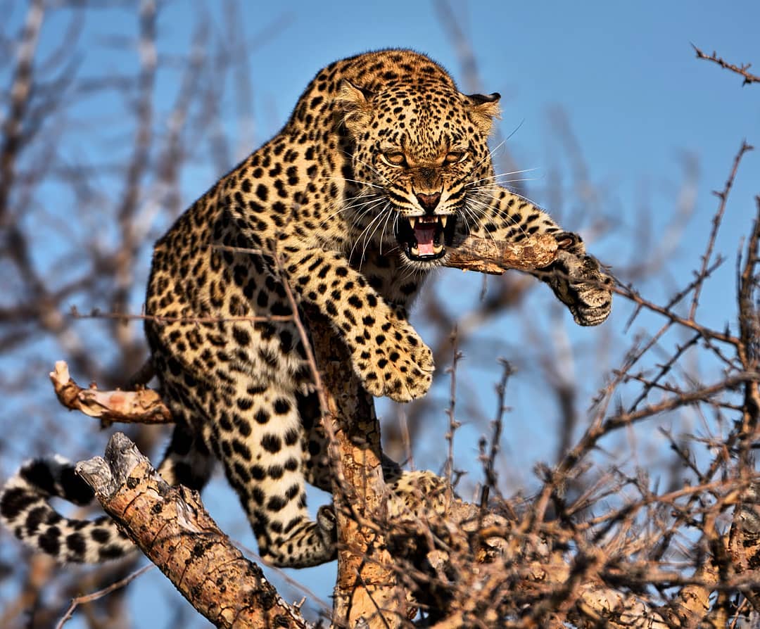 Hunter becomes the hunted.
Although a powerful and clever hunter, leopards are not always at the top of the food chain. Lions and packs of hyenas or wild dogs can kill leopards. There ability to climb is often their last defence.