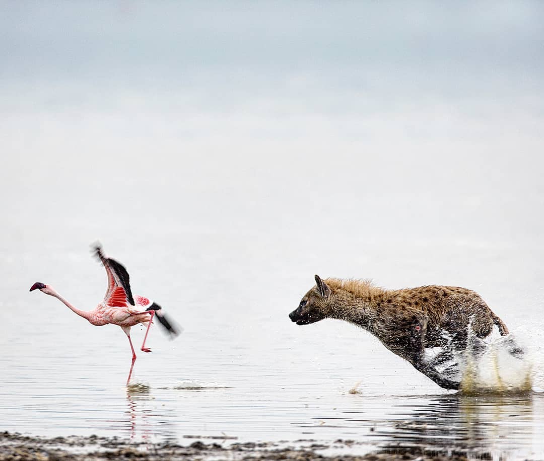 African opportunist
The spotted hyena is still widely regarded as a scavenger that picks up leftovers at the kills of other carnivores (cheetah, leopard, lion) or feeds on carrion. Although spotted hyenas will scavenge opportunistically, they kill as much as 95% of the food they eat.
Hyenas can be very opportunistic and has been recorded eating almost any mammal, bird, fish or reptile, irrespective of size or species.