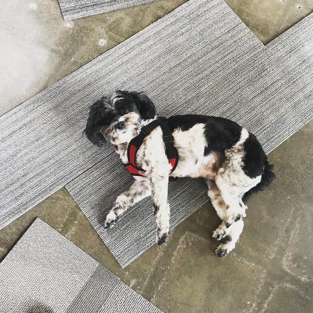 Mandy likes this one... #carpetsamples #interiordesign #dogtested