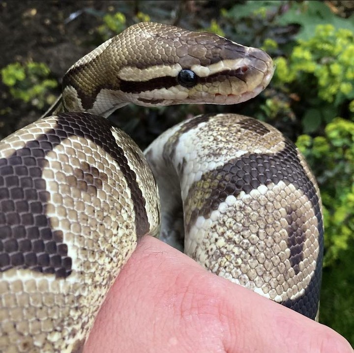 The name 'Royal Python' comes from the belief that some African Royalty - including Cleopatra - wore these snakes around their wrists as jewelery!
#royalpython #python #pythonregius #snake #snakesofig #snakesofinstgram #africa #Egypt #cleopatra #royality #history #nature #animals #reptiles #reptilesofinsta #interestingfacts #interesting #facts #didyouknow
