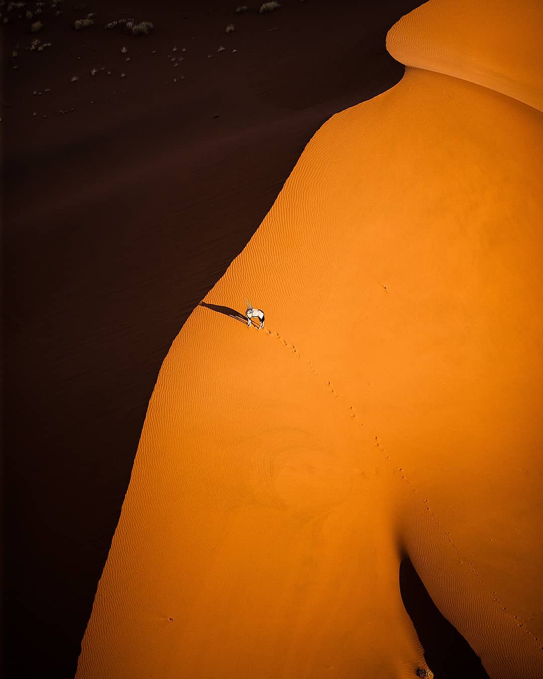 Oryx
Successfully adapting to harsh conditions where scarce water and intense heat are the norm, its no surprise that this large mammal has solidified itself as Namibia's national animal. The Oryx was chosen as Namibia’s national animal due to its courage, elegance and pride – with the national coat of arms bearing this unmistakable dweller of the desert.