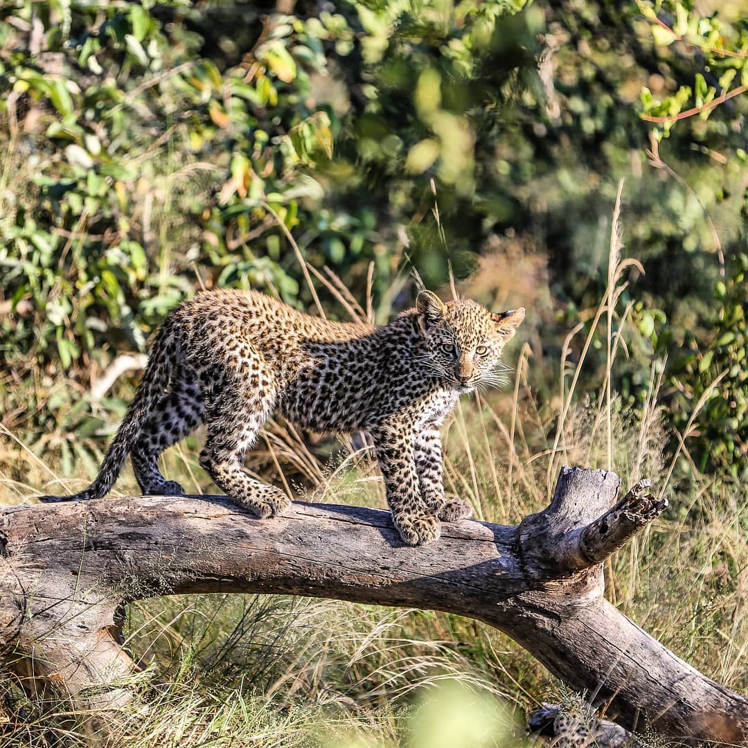 A baby leopard comes into the world without any spots on its coat!
They are quite helpless when newborn, and look like a little fuzzy ball of dark grey fur.
They weigh only about one pound, and are about 5 or 6 inches long.
Their eyes and ears are shut, but they are vocal, making soft squeaking sounds, and their sense of smell is fairly strong, helping them stay close to mother.