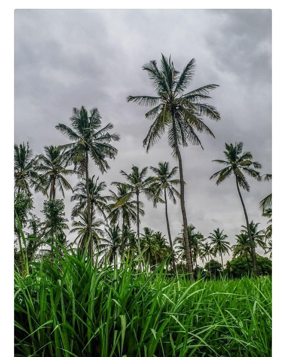 #nature #TagsForLikes #TagsForLikesApp #sky #sun #summer #beautiful #pretty #sunset #sunrise #coconuttree #evening #tree #twilight #clouds #beauty #light #cloudporn #photooftheday #love #green #skylovers #dusk #weather #day #red #iphonesia #mothernature #greenery
