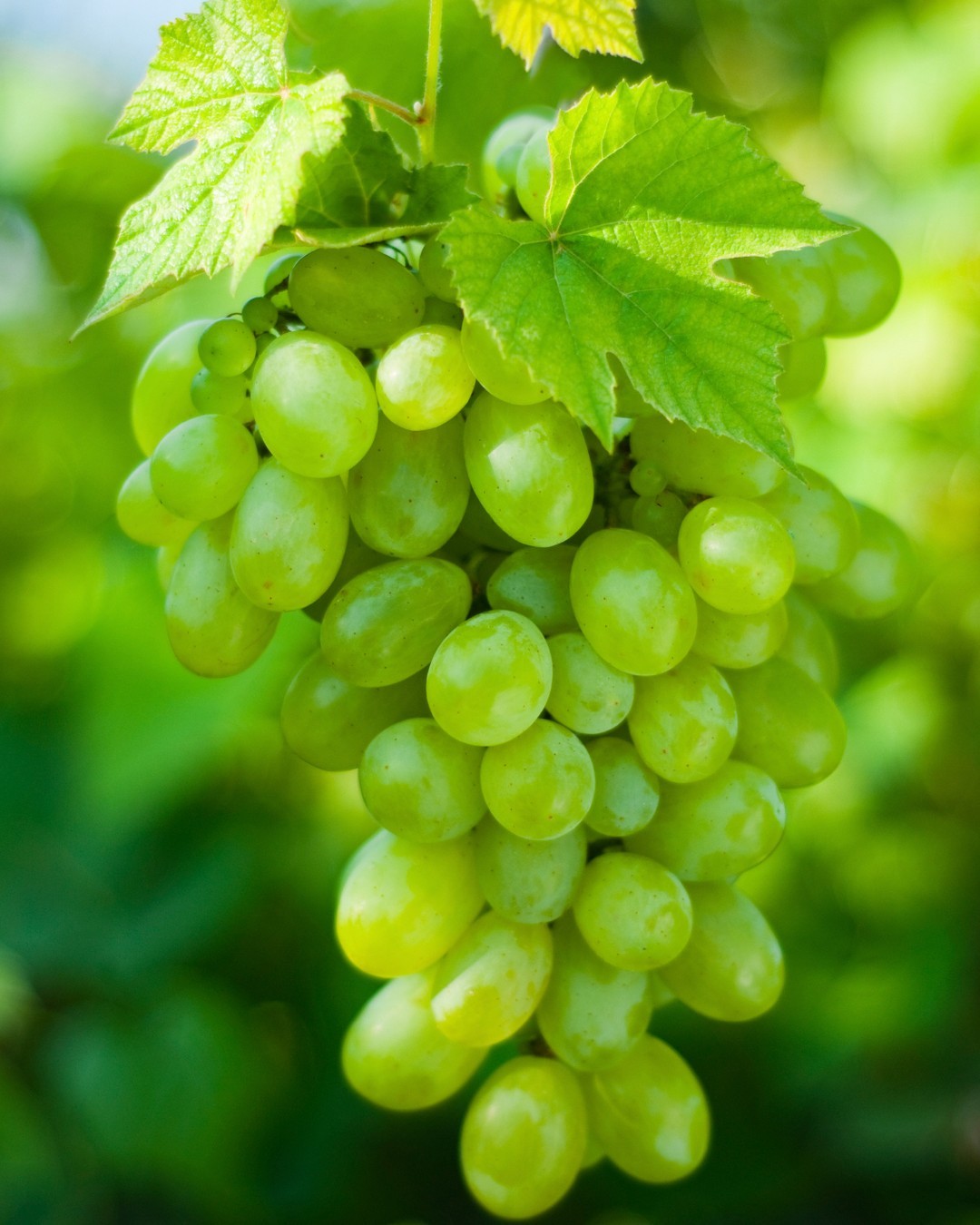 Let me Catch you up on what has been happening in the Vineyard Movement...