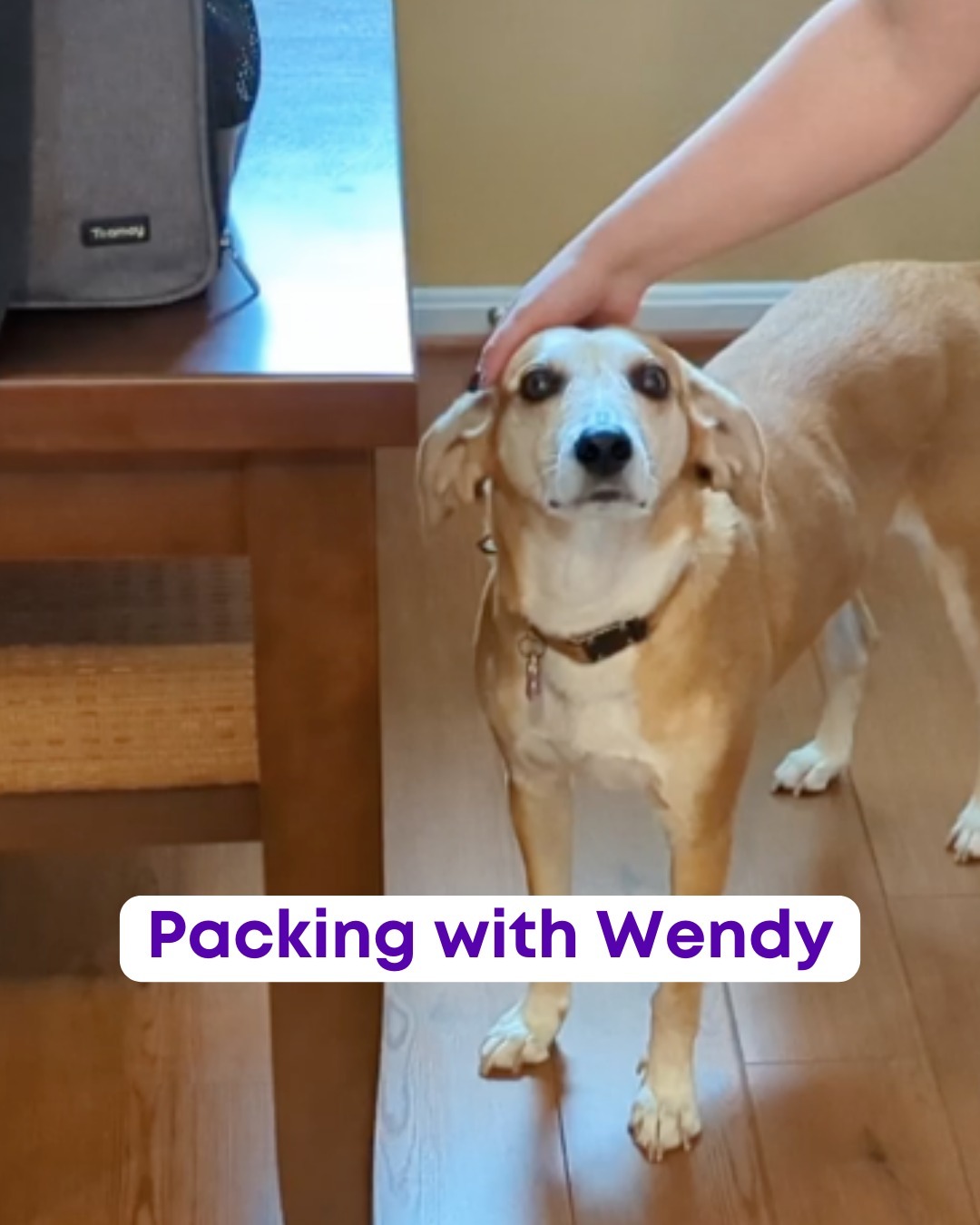 Last week, you got a sneak peek into my travel station. Now, it's time to reveal Wendy's travel bag! 🎒✈️
My number one priority on every to-do list? Ensuring Wendy is packed and ready to hit the road!
_____
#doggoneorganized #wendywednesdays #rescuepups #whorescuedwho #rescuedogmom #thebestbreedisrescued #supportyourlocalshelter #adoptdontbuy #shelterdogs #shelterdogsofinstagram #rescuedogsofinstagram #dogfeatures #dogmomsofinstagram #dogmoments #humanesociety #dogsareagirlsbestfriend #petowners #dogmom #odgmomlife #dogmomsofinstagram #dogtravel #dogtravels