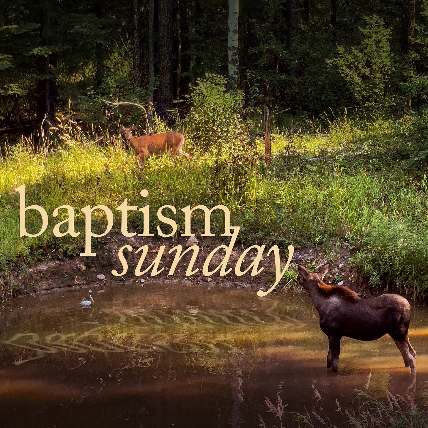 September 24 at the Stuart home will be our Baptism Sunday, bring lawn chairs and a side dish to share as we enjoy a BBQ after pool baptisms and outdoor service. Sign up for email list to get directions or contact Pastor Dave, or stay tuned to announcements.
If you have questions about baptism or would like to be baptized, contact Pastor Dave at 403.671.3819 or braggcreekcommunitychurch@gmail.com