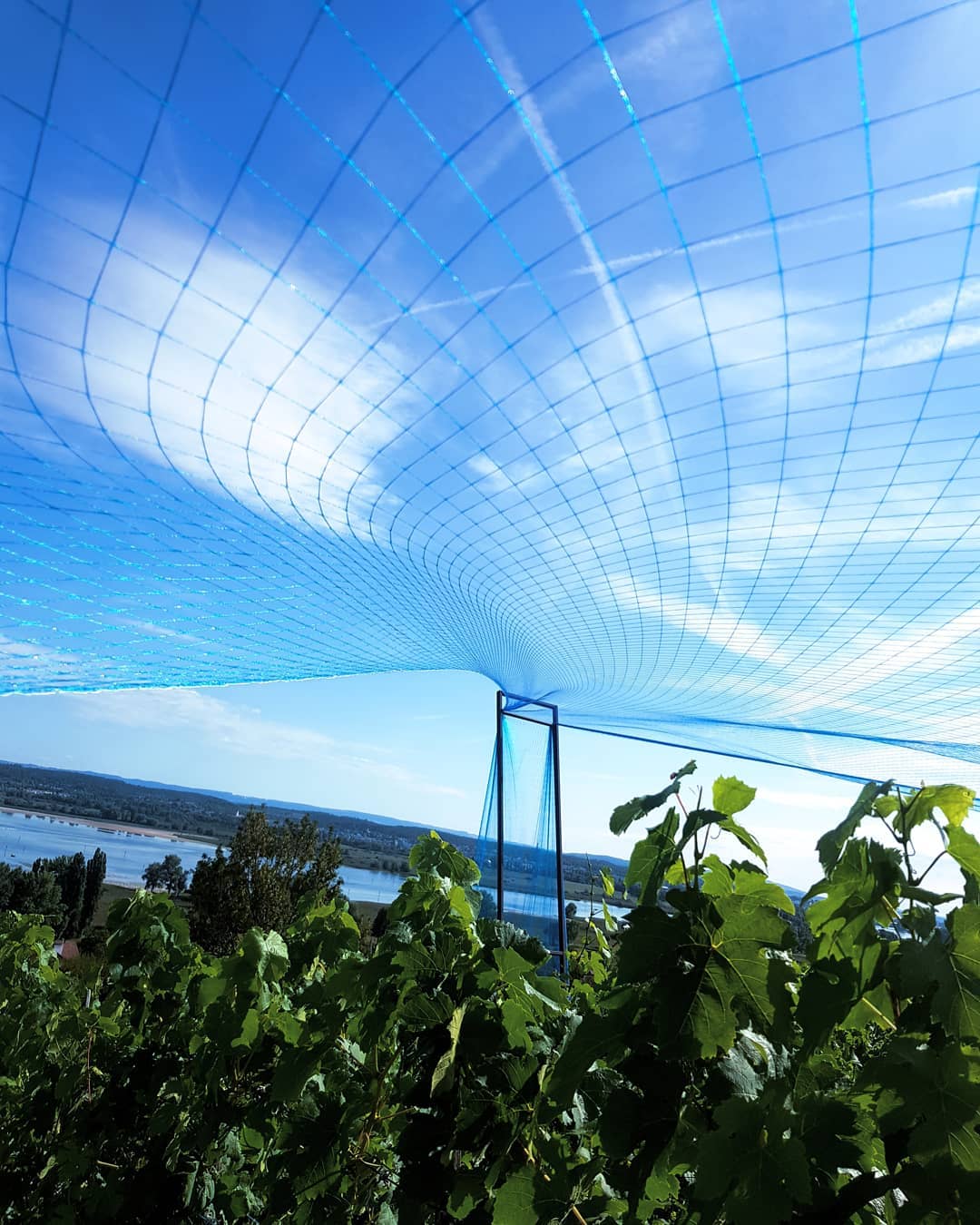 Heute haben wir die letzten Vogelschutznetze montiert.
#reben #trauben #wein #grüningersrebbau #vogelschutznetz #familienbetrieb #untersee #ermatingen