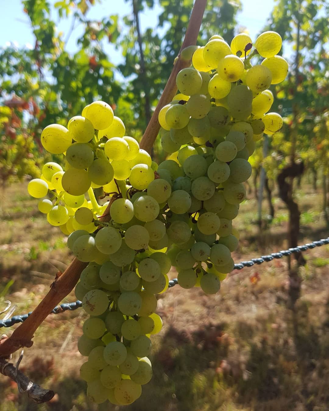 Die Ernte kommt mit grossen Schritten auf uns zu. Die Müller-Thurgau sind schon goldgelb brauchen aber noch ca. zwei Wochen bis sie reif zur Ernte sind.🌞🍇 #trauben #reben #weinbau #wein #grüningersrebbau #familienbetrieb #müllerthurgau #untersee #ermatingen #sonne #sommer #reif #thurgau