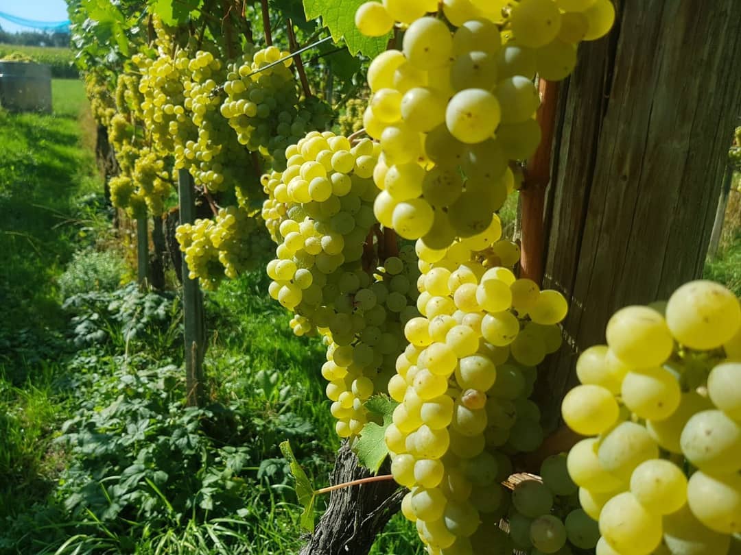 Tag 2 der Müller-Thurgau Ernte ist um, bis jetzt sind wir mehr als zufrieden. Heute haben wir zuerst 4 Bottiche Dunkelfelder(rote Färbertrauben) und 16 Bottiche Müller-Thurgau geerntet.🍇🌞🍷 #grüningersrebbau #wein #weinbau #müllerthurgau #dunkelfelder #ermatingen #familienbetrieb #ernte #2018 #oechsle #sonne #rutishauser