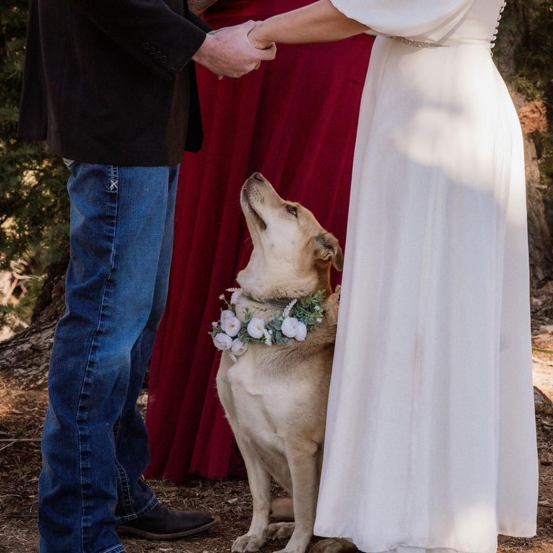 Always bring the dogs! Did you know I am ALL ABOUT bringing your favorite furry friends to your ceremony, and even having them wrap their leash around my legs while I speak, dig in the dirt while you exchange rings, and oversee the entire day like Miss Darcy did at Ashley & Jason's elopement this weekend???
Well, I am. (Not shown is Willie, who is making himself a comfy spot in the dirt, and my own pup Baylee watching intently from the front row!
Photo by @wildemoonimagery
#utahwedding #elopeinutah #alwaysbringthepups