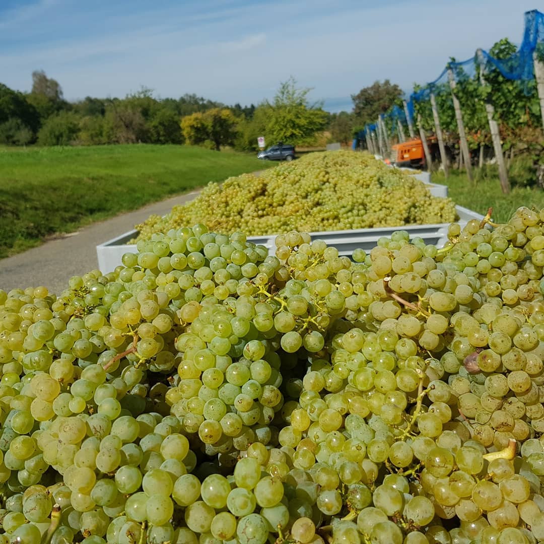 Die letsten Müller-Thurgau sind geerntet. Heute um Punkt 12:00 Uhr wurde der letste Eimer geleert. Beim feinen Mittagessen wurde mit einem Glas Wein auf die schöne Ernte angestossen. In einer Woche sind unsere Sorten Pinot Gris und Elbling erntereif, die Pinot Noir brauchen noch einige schöne Tage mehr.🍇🍷🌞 #grüningersrebbau #rieslingsilvaner #müllerthurgau #ermatingen #untersee #familienbetrieb #thurgau #trauben #wein #weinbaubetrieb #sonne #erntezeit #ernte #2018 #kellerei #prost