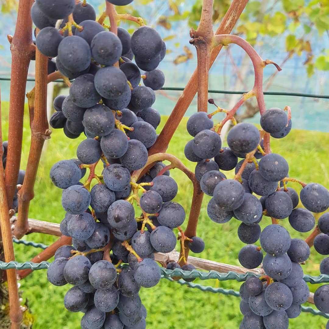 Am Montag haben wir unsere letsten Trauben geerntet. Die Pinot Noir(Blauburgunder) für unser Roséwy waren wunderschön.
#grüningersrebbau #grüningersrosé #wein #weinbaubetrieb #weinbau #rosé #familienbetrieb #reben #rebbau #ermatingen #triboltingen #trauben #untersee #pinot #noir #blauburgunder #pinotnoir #ernte #2018 #wümmen