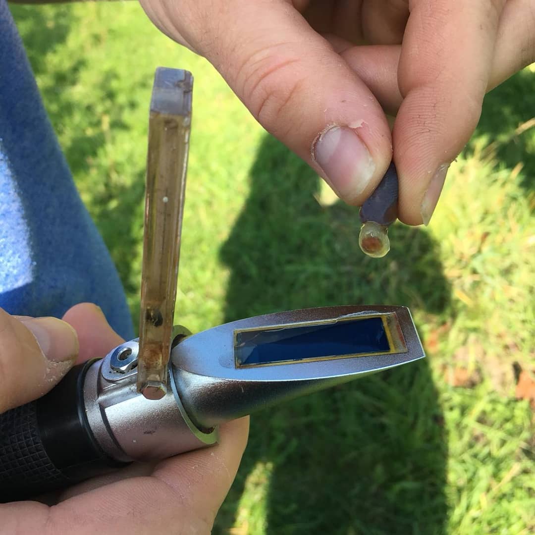 Mit dem Refraktometer messen wir regelmässig die Oechsle(Zuckergehalt) der Trauben. Dazu wird der Saft auf den Refraktometer ausgedrückt, den Deckel zuklappen und durchschauen. Auf der Skala kann man den Oechslewert ablesen, bei diesem Wert muss noch der Korrekturwert dazu oder abgezogen werden. Den Korrekturwert sieht man im Deckel, dort wird die Temperatur des Gerät gemessen. Diese Pinot Gris haben 90 Oechsle und können nächste Woche geerntet werden.🍇🍷😍🌞
#grüningersrebbau #wein #weinbau #familienbetrieb #trauben #ermatingen #thurgau #oechsle #refraktometer #zucker #ernte #2018 #pinotgris #pinot #gris #sonne #herbst #weingut #reben #untersee #kübler