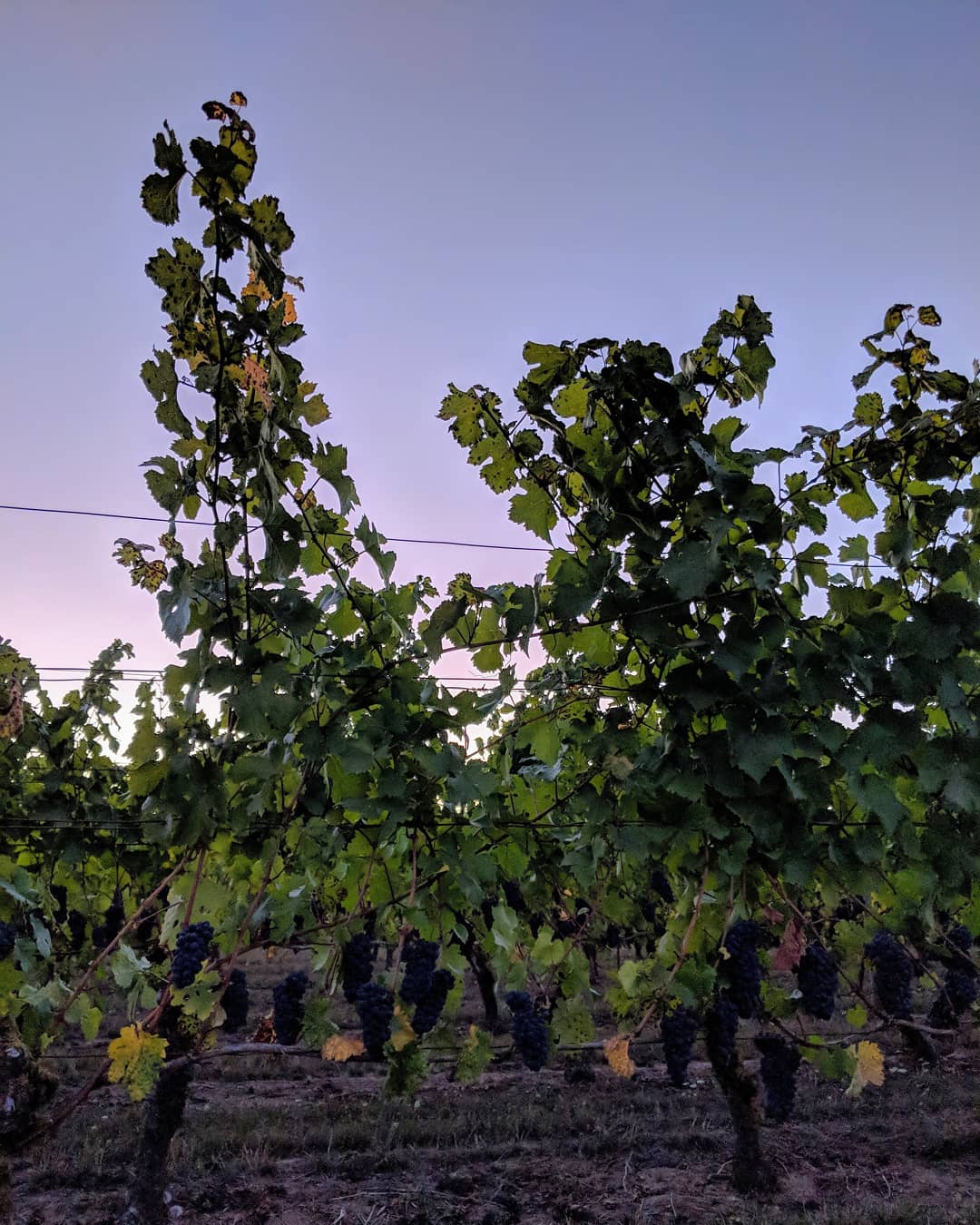 Out for an evening walk with these beauties #elkcove