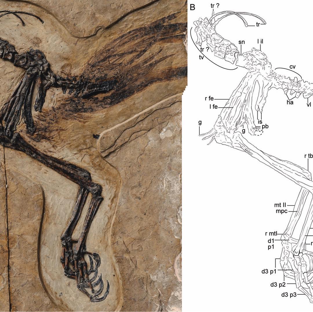 This is a bit of a throwback, but I wanted to share a cool fossil I published on with some of my colleagues back in 2016. .
It’s the back end of a small bird, probably about the size of a scrub jay. You can see the legs, hip bones, and some special tail feathers in the first picture. This guy is from a site in Gansu Province, China, where the rocks have been dated at 124-120 million years old (Early Cretaceous).
.
We named this lovely *Fetianius paradisia* after the beautiful murals of feitian (flying spirits) in the Mogao Caves close to the site, and after birds of paradise for their crazy tail feather displays.
.
While perhaps not super impressive at first glance, this fossil actually tells a super cool story. The tail feathers are really special, because we found three different feather types (A, B, and C in the second photo). This is unusual—most other fossil birds from the Cretaceous just have one type. Furthermore (this is where it really gets weird), their shape indicates these feathers were not aerodynamic! In other words, they were an adaptation for sexual display! Such large, elaborate structures hint strongly that this is an example of sexual dimorphism in the fossil record. These feathers bear a resemblance to those of modern birds famous for sexual dimorphism and wild feather displays, such as the greater bird-of-paradise. Swipe for a comparative pic!
.
For more info or to download the paper, check out my research blog: http://www.jessieatterholt.com/research-blog.
.
#birdfossil #bird #fossil #birdsofparadise #feathers #cretaceous #sexualdimorphism #display #science #evolution #scicomm #womeninstem #paleontology