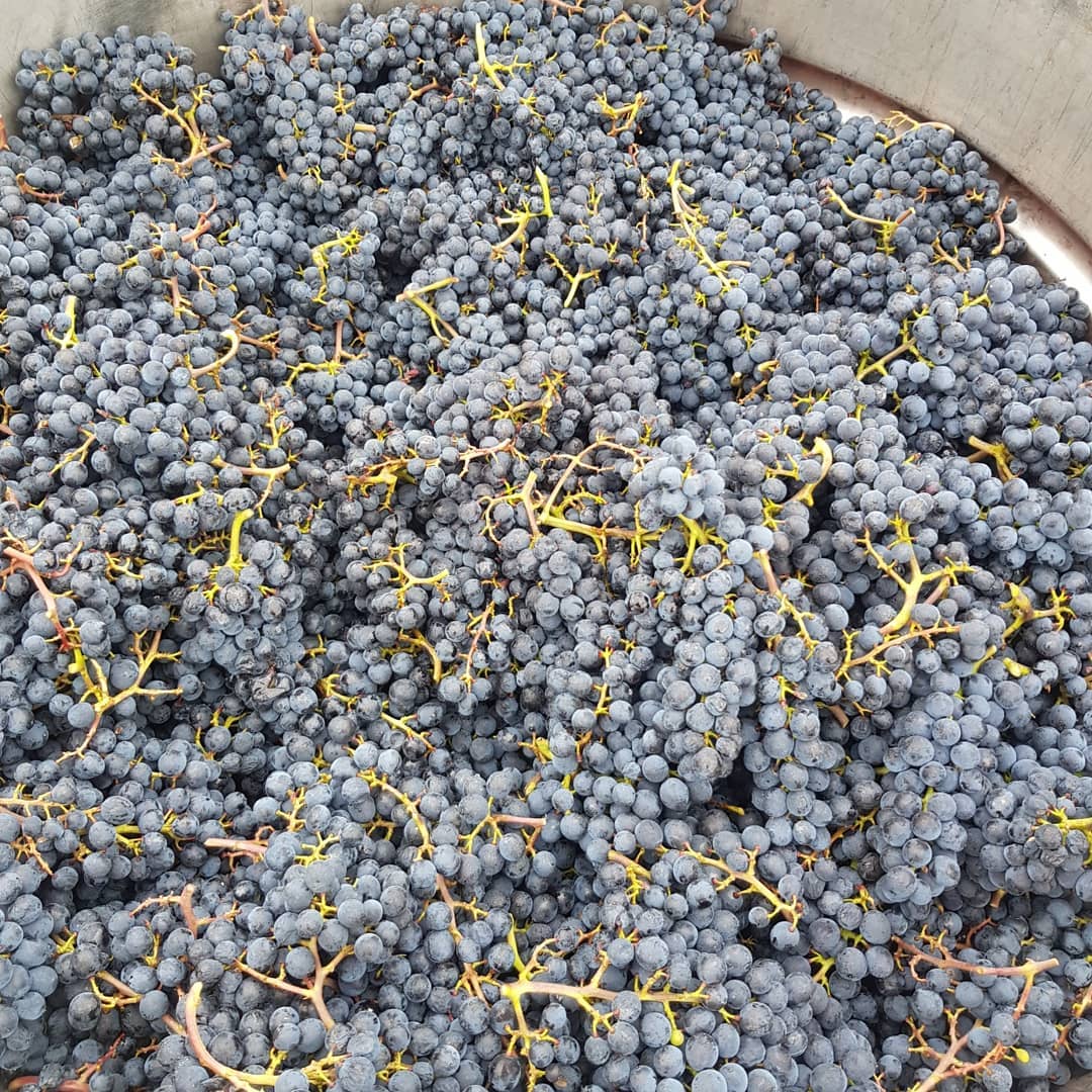 Die ersten Pinot Noir für unser Ermatinger Cuvée wurden geerntet. Die Trauben sind süss und die Qualität hervorragend.
.
.
#grüningersrebbau #wein #weinbaubetrieb #weinbau #trauben #pinotnoir #blauburgunder #cuvée #ermatingercuvée #ermatingen #erntezeit #ernte #2018 #winzer #herbst #sonne #untersee #triboltingen #qualität