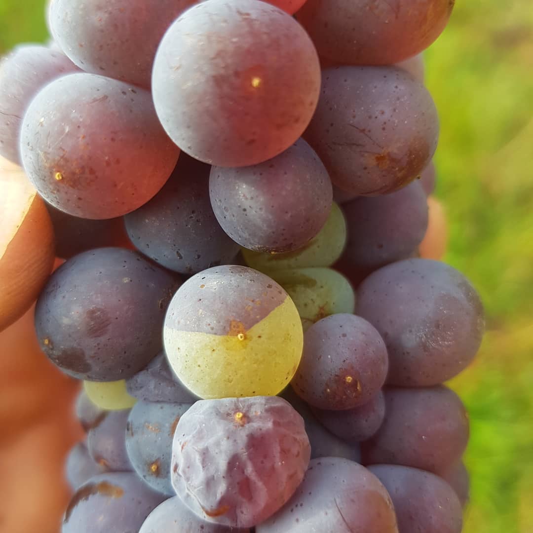 Heute bei der Pinot Gris(Grauburgunder) Ernte haben wir interessante Trauben entdeckt. Diese Sorte ist bekannt für ihre Wildmutationen, die dunklen Trauben sind Pinot Gris und die hellen Pinot Blanc(Weissburgunder). So etwas sehen wir auch nicht jeden Tag.🍇🍷😍
.
.
#grüningersrebbau #wein #weinbaubetrieb #familienbetrieb #wein #weinbau #weinlese18 #weingut #winzer #ermatingen #triboltingen #trauben #thurgau #pinot #gris #pinotgris #untersee #mutation #wild #weintraube #weinwissen #ernte #2018 #grüningerspinotgris #pinotblanc