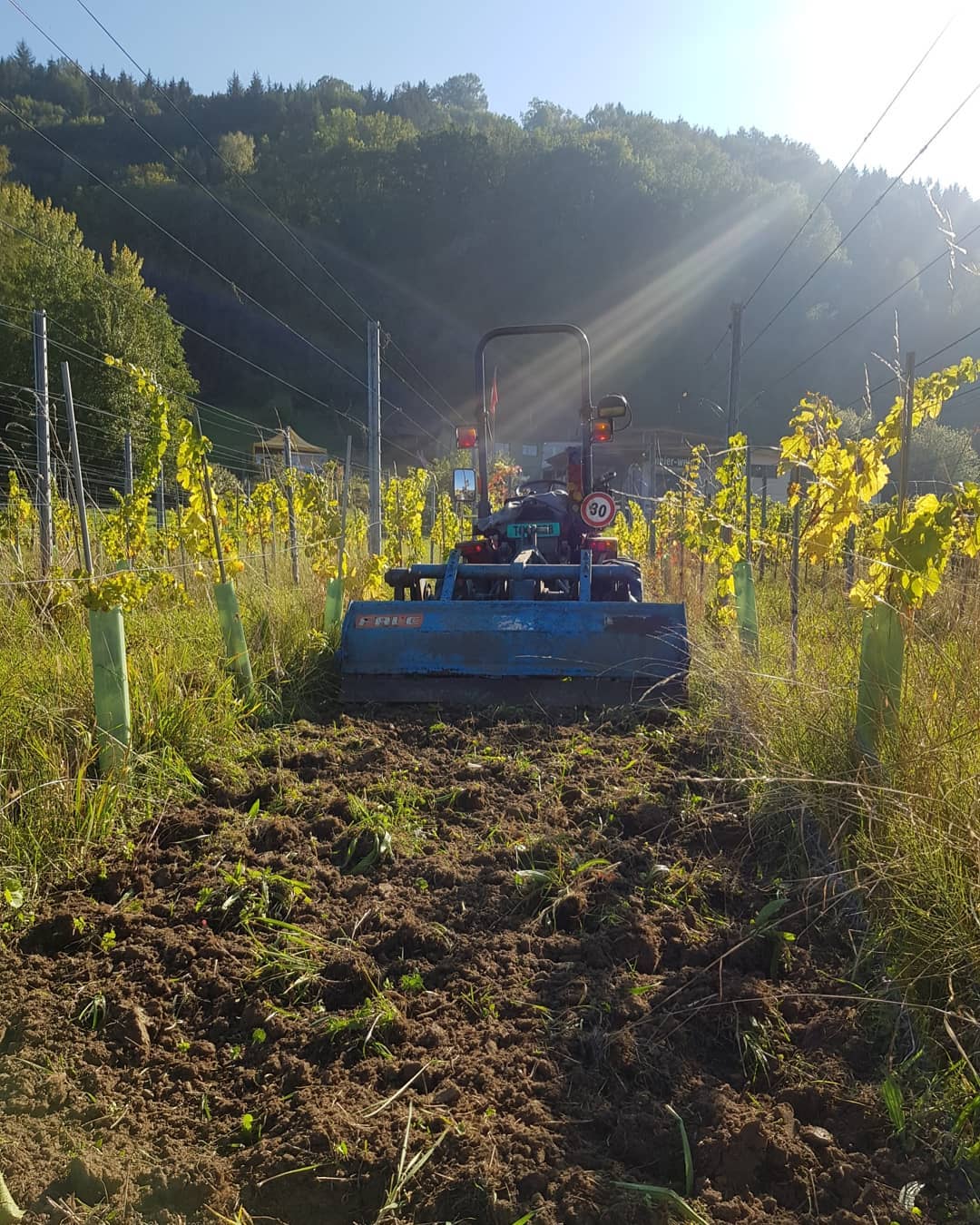 Wir erledigen über das ganze Jahr verschidene Lohnarbeiten für andere Winzer. In den letzten Tagen haben wir die Fahrgassen gespatet. Dadurch wird der Boden gelockert und durchlüftet.
.
.
#grüningersrebbau #wein #weinbaubetrieb #weinbau #spaten #falc #trauben #rebbau #reben #carraro #traktor #triboltingen #ermatingen #2018 #lohnarbeit #thurgau #bodenbearbeitung #bodenschutz