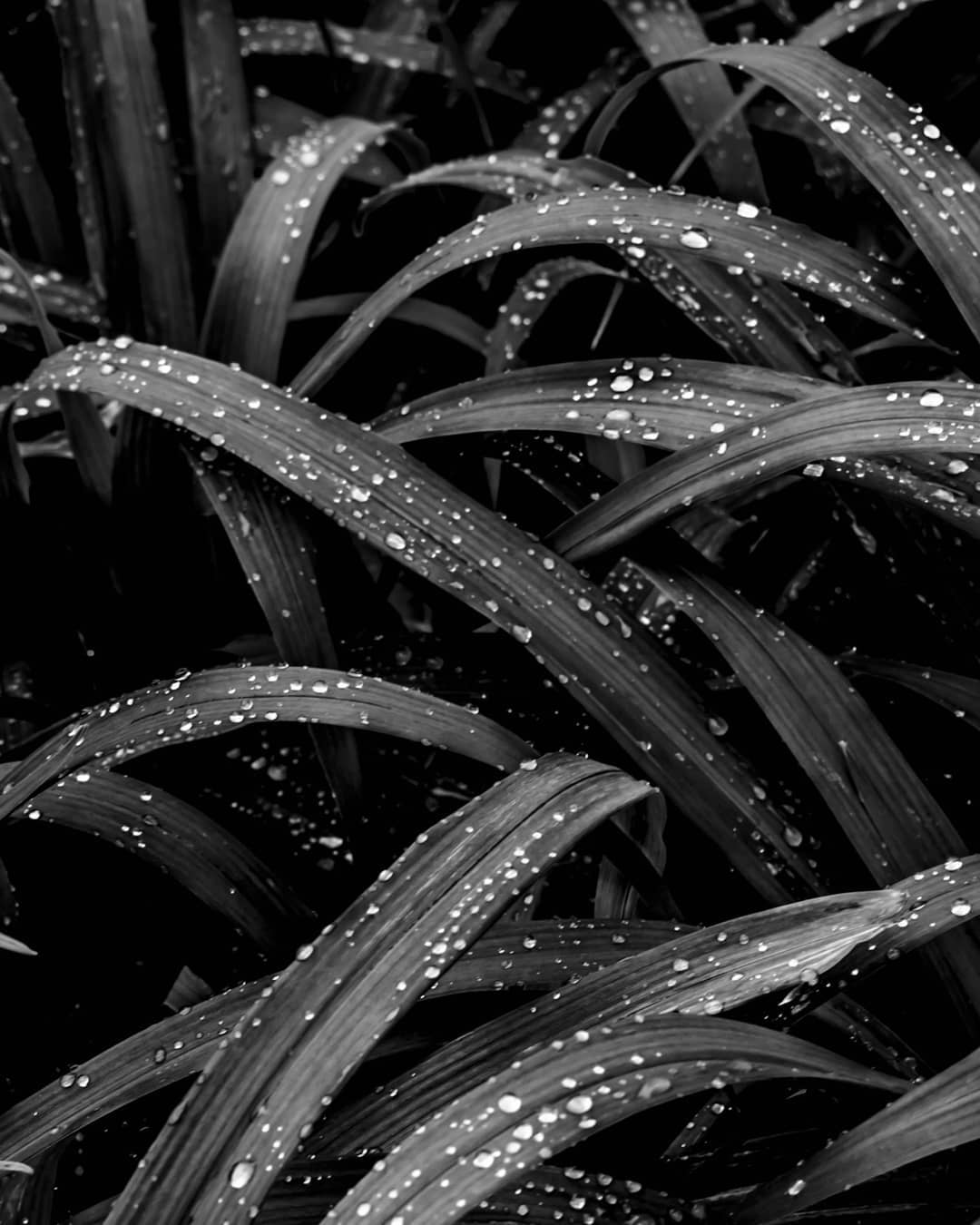 Petrichor (/ˈpɛtrɪkɔːr/) : The earthy scent produced when rain falls on dry soil.