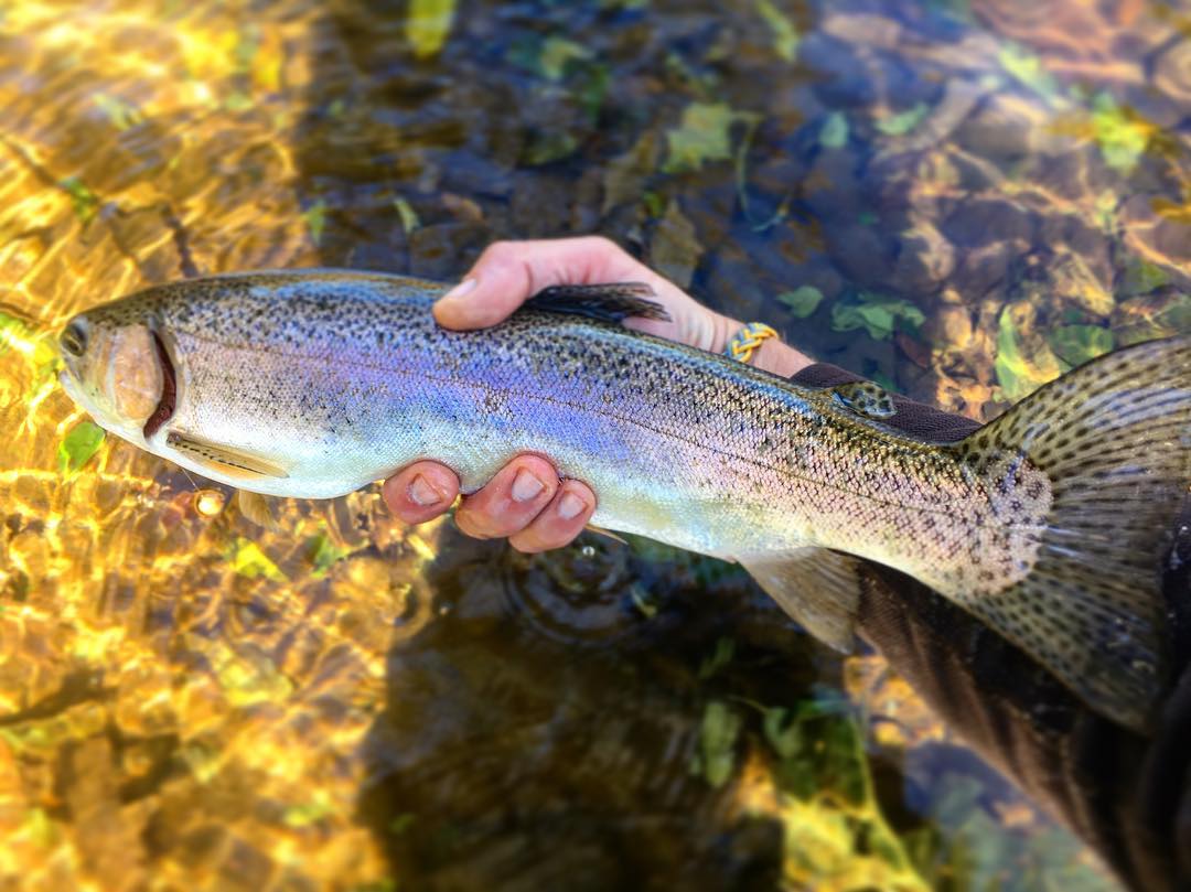 It’s always a little bittersweet when clients cancel. Might as well fish anyways. #trout #flyfishing #shenandoahvalleyflyfishing #guidesdayoff #vaflyfishing #shenandoahvalley #catchandrelease #rainbowtrout #fatty #lookatthattail