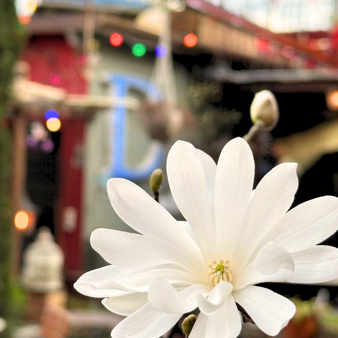 The garden on the dam is in full bloom.
Our opening hours since April 1st are as follows:
Tuesday - Saturday from 5 pm
Sunday in good weather from 3 pm
#beer #craftbeer #beerlover #feierabendbier #cerveza #lettenzuerich #drinks #birra #bar #wipkingen #cerveja #wine #food #ipa #limmmat #cheers #openair #beers #limmatlove #kreis10 #kafifuerdich #chreischeib #züri #gastrozürich # #dammfuerdich #letten #züribier #cocktails #kunterbunt