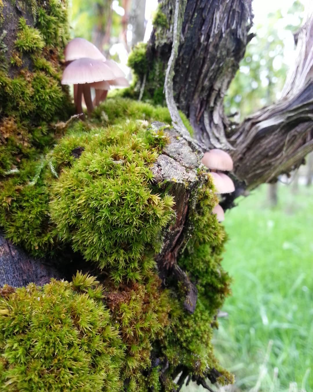 Im Weinberg gibt es jeden Tag neues zu entdecken. Diese Pilze wachsen auf einer Weinrebe.
.
.
#grüningersrebbau #wein #weinbau #weinbaubetrieb #rebbau #winzer #familienbetrieb #ermatingen #triboltingen #untersee #thurgau #pilze #auf #weinrebe #müllerthurgau #herbst #2018 #arbeit #im #weinberg