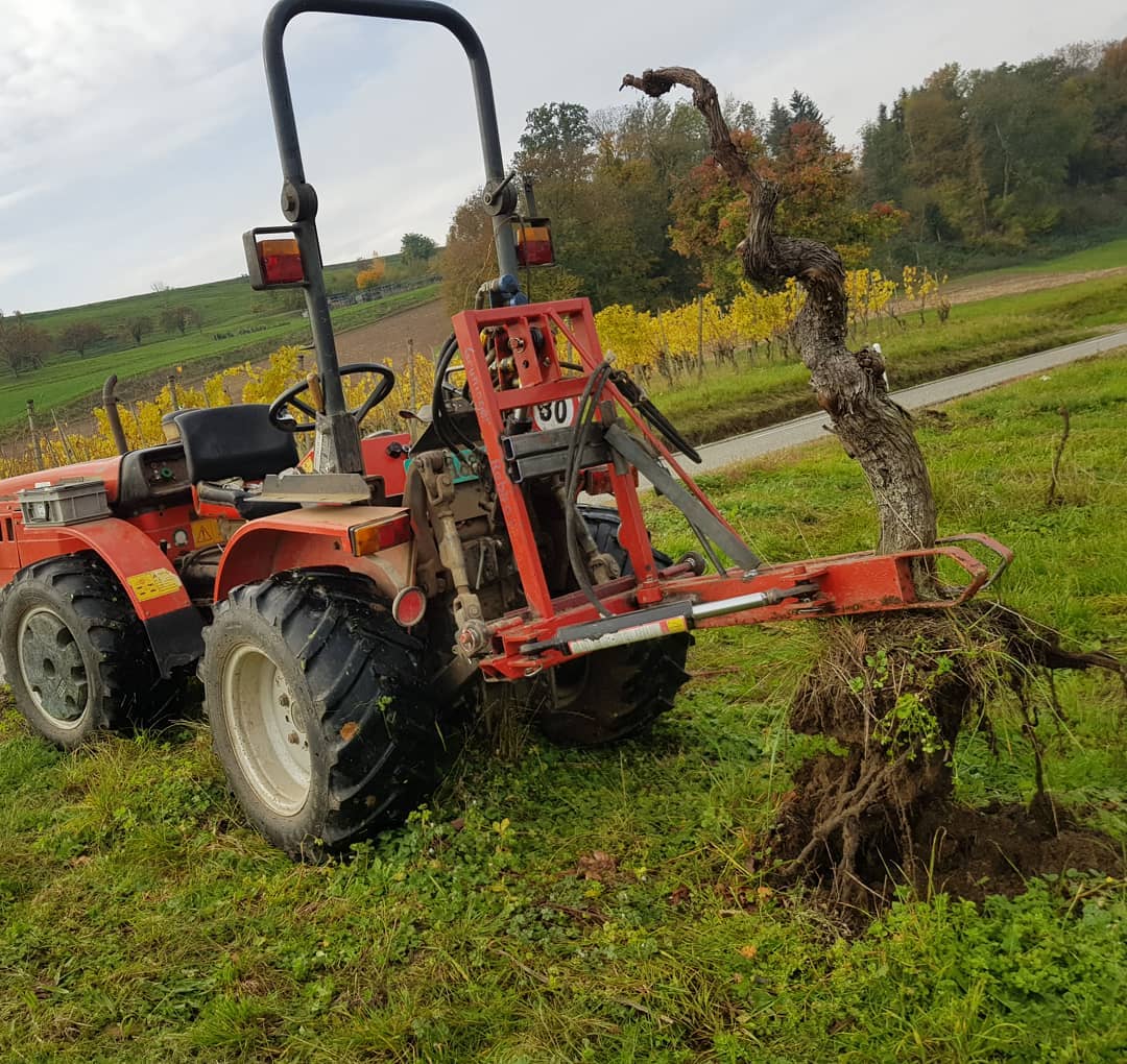 In der letzten Woche rodeten wir bei einem Berufskollegen eine alte Rebparzelle. Die über 50 jährigen Müller-Thurgau Rebstöcke haben wir ausgerissen und im nächsten Frühling werden neue Reben angepflanzt.
.
.
.
#grüningersrebbau #weinberg #weinbau #weinbaubetrieb #wein #rebbau #reben #roden #ausreisen #weinstöcke #lohnarbeit #carraro #traktor #trauben #ermatingen #triboltingen #untersee #thurgau #neuanpflanzung #müllerthurgau
