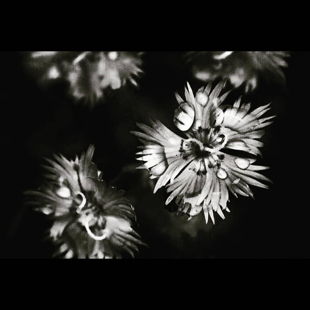 Life is not a race, it is a production from seed to blossom. We are all blooming at different paces. Our purpose in life is to water each other and grow.