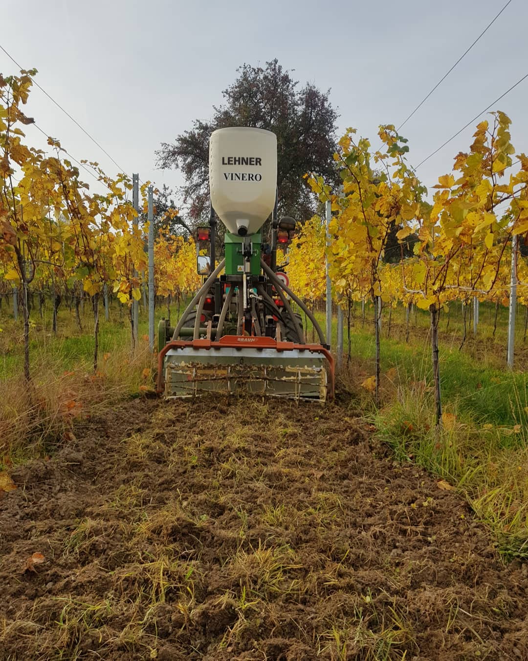 In der letzten Woche haben wir die gespateten Reihen eingesäht, damit wir sie im nächsten Frühling wider befahren können.
.
.
.
#grüningersrebbau
#rebbau #reben #pinot #gris #pinotgris #trauben #triboltingen #ermatingen #untersee #herbst #herbstgold #lehner #vinero #antonio #carraro #supertigre #5500 #eigenbau #einsähen #saat #braun #thurgau