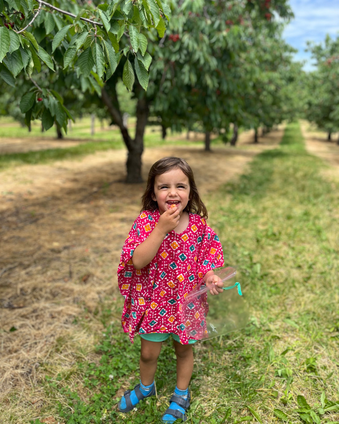 Two Weeks Left for U-Pick! Our last day will be Sunday, August 4, 2024. Make sure to get your fill of sweet cherries, tart cherries or Rainiers before the season is over!