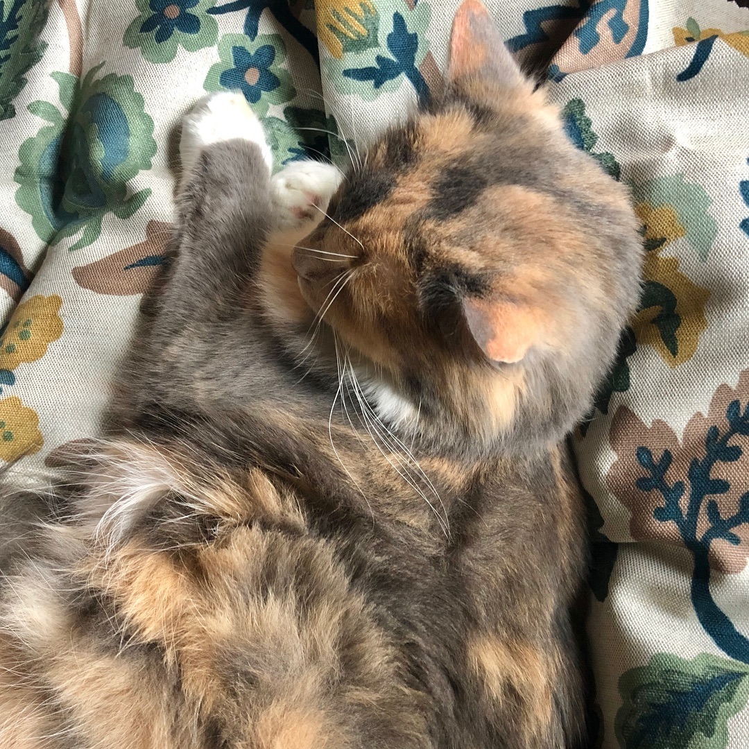 Even our furry friends know good design when they see it. Coco happily plopped right down on this @duralee #baileyandgriffin fabric. #goodtaste #duralee #interiordesign #interiordesigner #beautifulfabrics #transitionaldesign #traditionaldesign #customdesign