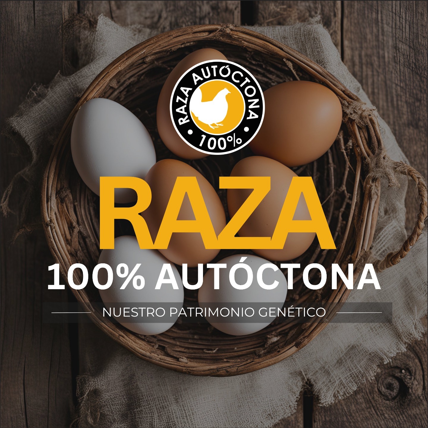 Como sabéis, criamos dos razas de gallinas que poseen el sello 100% Raza Autóctona, la gallina Castellana Negra y la gallina Murciana, ambas en peligro de extinción.
Las razas de ganado autóctono forman parte del patrimonio genético de España, por lo que se creó este sello por el Ministerio de Agricultura, Ganadería y pesca, para protegerlas y darlas a conocer, ya que fueron relegadas debido a su menor rendimiento por otras razas más industrializadas.
Este ganado se cría tradicionalmente en régimen extensivo, con las beneficiosas consecuencias para la sostenibilidad del medio rural y el medio ambiente que ello conlleva. Este sello da respuesta a la demanda de información que con mayor frecuencia reclaman los consumidores sobre el origen y la forma de cría de los productos que consumen.
En la actualidad hay más de 60 razas con este sello de 6 especies ganaderas distintas (aviar, bovino, ovino, caprino, equino y porcino), algunas de ellas en PELIGRO DE EXTINCIÓN.
#gallinamurciana #gallinacastellananegra #huevosgourmet #huevosecologicos #patrimoniogenetico #gallinasrazaautoctona #sellorazaautoctona