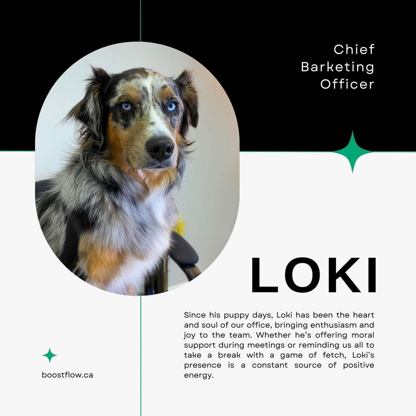 Meet Loki, our Chief Barketing Officer! 🐾
From greeting visitors with his wagging tail to boosting team morale, he's the heart and soul of our office.
Whether reminding us to take breaks or offering moral support, Loki's positive energy is always a fetch away!
