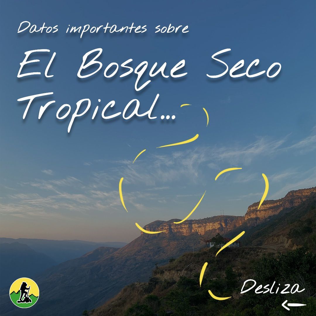 Descubre 4 datos sorprendentes del bosque seco tropical 🌿✨
.
¡Naturaleza que te dejará sin palabras!.
.
.
#BosqueSeco #NaturalezaAsombrosa #todosalamontaña