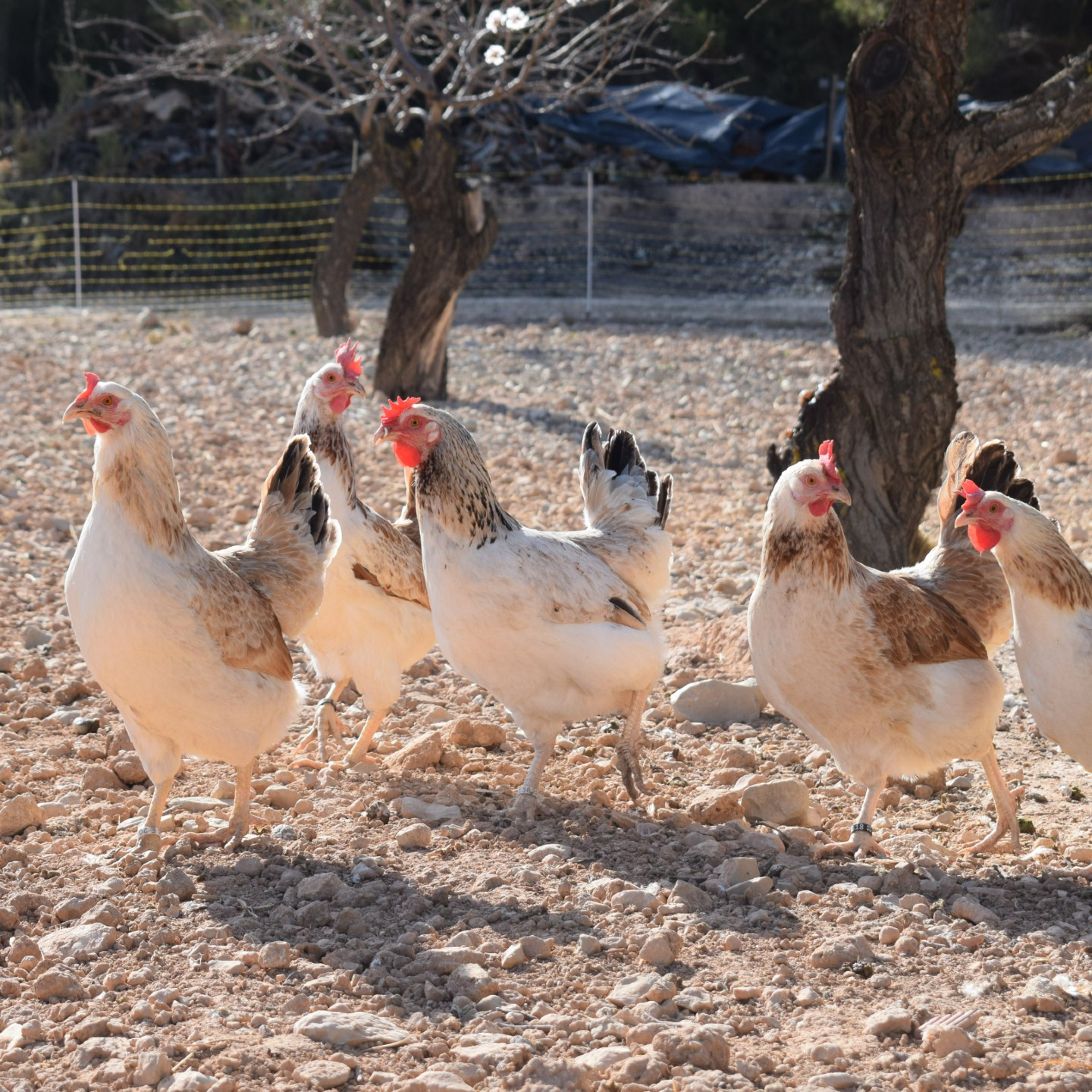 La Gallina Murciana es una raza de gallina autóctona de la Región de Murcia.
Actualmente se encuentra en peligro de extinción, a pesar de ser una gallina muy resistente a las enfermedades y, sobre todo, muy resistente a las altas temperaturas, por lo que la hace perfecta para un clima como el de Murcia. Además, es una gallina muy rústica, que permite una crianza tanto en ecológico como en extensivo, dando unos huevos de gran calidad.
Los ejemplares censados no llegan a los 600. Una gallina ponedora pone unos 320 huevos al año, mientras que la Gallina Murciana pone unos 110 huevos. Son muy escasos y por eso dejó de criarse. Hay dos variedades de color, la trigueña y la plateada. Es de un blanco crema con la espalda y el cuello asalmonado y marrón. Su cresta tiene entre 5 y 7 dientes y está caída hacia un lateral. Sus patas son color amarillo.
Los primeros escritos de esta raza datan de 1941. En 2016 se crea la asociación sin ánimo de lucro Amigos por la Gallina Murciana (AGAMUR) para recuperar y conservar esta raza velando por su pureza genética, promover el desarrollo rural a través de la avicultura familiar y preservar las actividades tradicionales.
Sus huevos, muy escasos, son de color blanco crema y de con un gran sabor y consistencia.
#gallinamurciana #huevosgallinamurciana #agamur @huevosgourmet #regiondemurcia #gallinasrazaautoctona