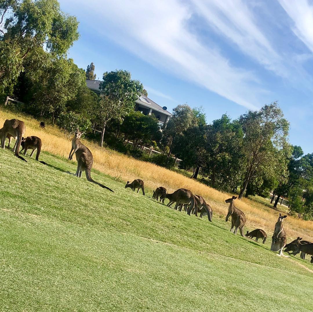 Galleries at this years Legends Q School at Settlers Run golf and Country Club.
#quietplease #qschool #ladbrokeslegendstour #pgaaustralia #golfislife #tourlife #puregolftours