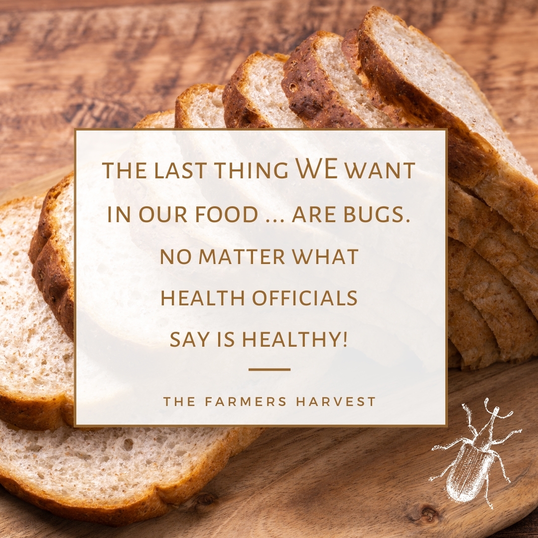 Did you know it used to be more common for large milling corporations to preserve some of their grain? A few years ago the price of buckets rose and mass consumption of pre-packaged foods also rose. Home cooking/baking declined, so milling companies stopped seeing the benefit in preserving grain and resorted to selling the grain as a processed food directly to large bakeries for mass produced, chemical laden baked goods that last for months or even years on the shelf.
At The Farmers Harvest we value real food as God intended and although it may be harder on us to do things this way, we see the real benefit at the end of the day. We call ourselves modern day Josephs. We spend a large amount of effort having a variety of grain shipped in for preservation. When there is a lean year we know our God will supply, yet we also know the Lord commanded His people to work as the ant works. That is why we work hard when there is plenty! Preserved grain means less chance of eggs hatching in your pantry, less chance of eggs hatching on the stones in your mill, and food for the lean years! Bonus is that you can leave it on the shelf for whenever you need it. It is the original longterm food storage!
#moderndayjoseph #grain #realfood #beamoderndayjoseph #GodisGood #preservedgrain #foodpreservation #longtermfoodstorage