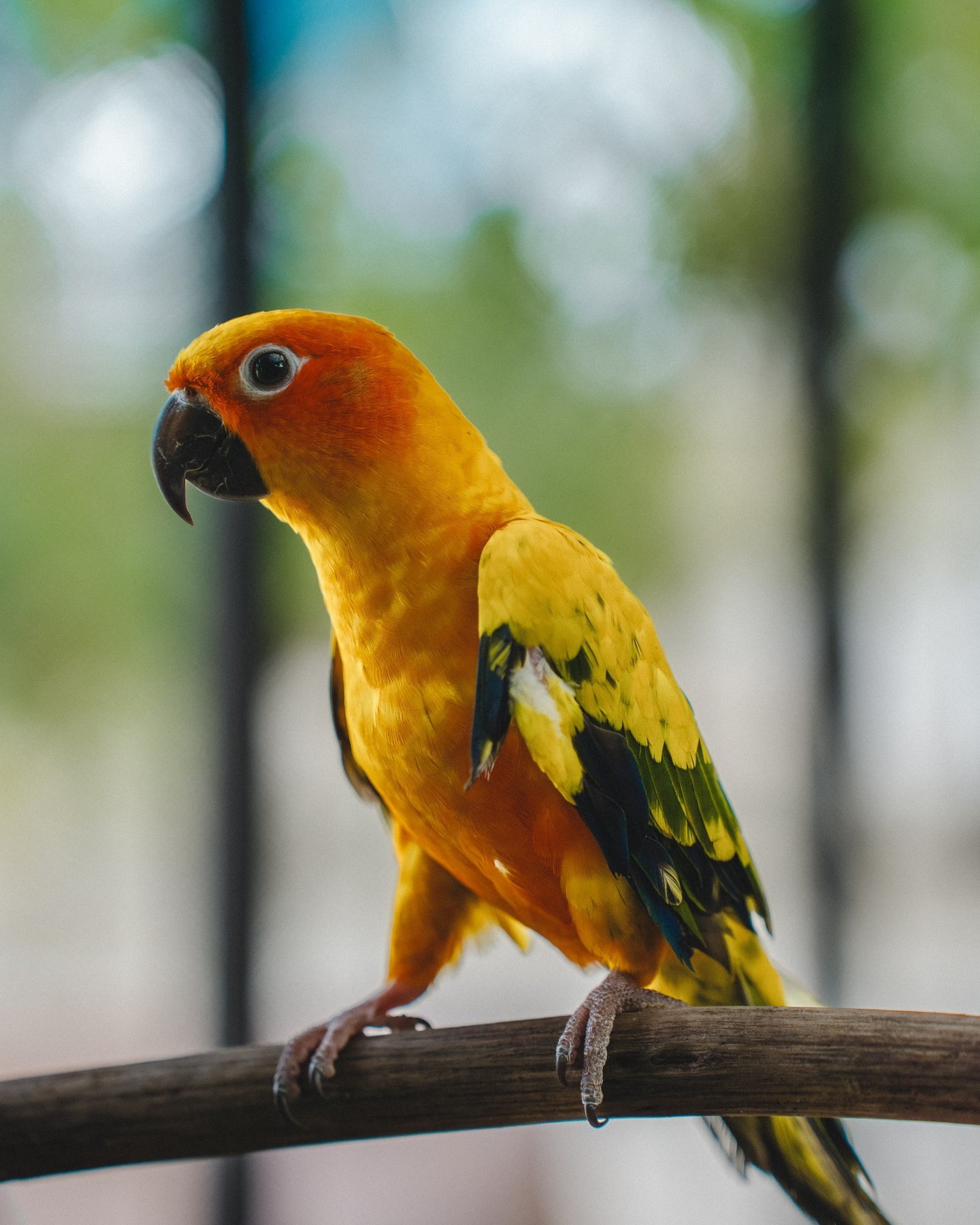 Come experience the vibrant world of exotic birds at Blue Ridge Retreat in beautiful Costa Rica!
Our sanctuary is home to a dazzling array of feathered friends, including the stunning Green and Yellow Kramer, the lively Sun Conures, and the charming Cockatiels! Each bird adds a splash of color and a symphony of sounds to our tropical paradise. Whether you're a bird enthusiast or simply love nature’s wonders, you'll be captivated by these playful and colorful companions.